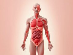 ¿Cuánto sangre, saliva y esperma contiene nuestro cuerpo ? ¿Cuánto sangre, saliva y esperma contiene nuestro cuerpo ?