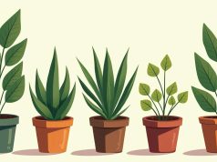 5 plantas que resisten bien al calor intenso 5 plantas que resisten bien al calor intenso